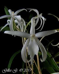 Image result for Rangaeris