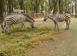 Selain kandang untuk koleksi satwa, terdapat juga wahana permainan, hiburan pertunjukan satwa, dan juga taman untuk bersantai. Kebun Binatang Ragunan Tempat Wisata Paling Favorit Keluarga Jakarta