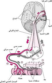 الض عف اضطرابات الدماغ والنخاع الشوكي والأعصاب دليل Msd الإرشادي إصدار الم ستخد م