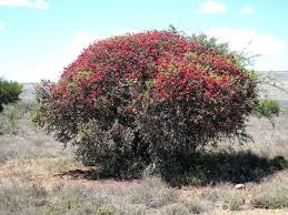 Image result for Schotia afra