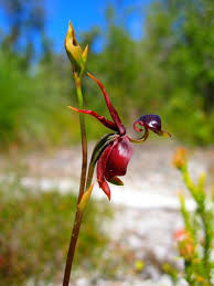Found in southeast asia, the philippines, and northern australia, the moth orchid has many artificial hybrids that have been cultivated from over 60 species. 7 Orchids That Look Like Different Animals Outdoortheme Com
