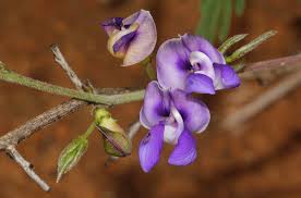 Image result for Decorsea schlechteri