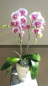 Beautiful flowering lily plants and spring flowering plants. 21 Easter Plants Ideas In 2021 Plants Easter Plants Houseplants