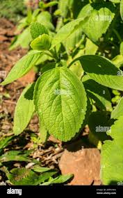 Image result for Coleus barbatus