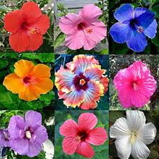 All you need is your favorite champagne or prosecco to enjoy this fragrant glass of bubbly. Daisy Garden 100 Pcs Hibiscus Flower Seeds Mixed Giant Perennial Exotic Plant Bonsai For Home Walmart Com Walmart Com