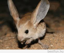 Top 10 Weirdest Animals In The World Bestfun Animals Desert Animals Endangered Animals