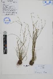 Image result for Juncus lomatophyllus