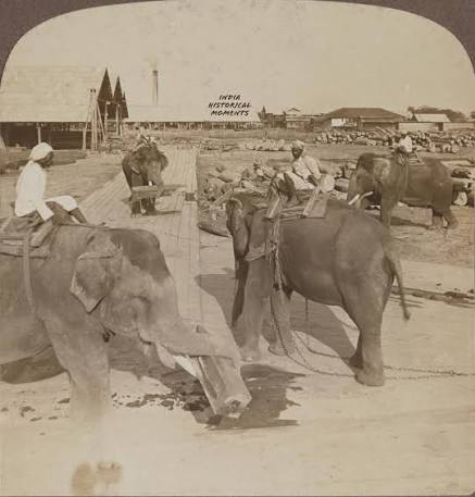Elephants in the timber yard, hauling and lifting— India. Photograph circa 1905. #history #india