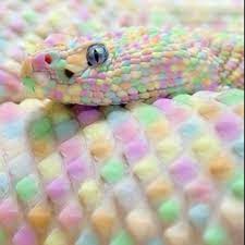 Marshmallow Snake Cute Reptiles Rare Animals Albino Animals