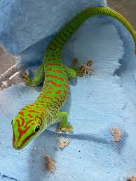 Gecko Ranch Captive Bred Phelsuma Day Geckos For Sale Day Geckos Phelsuma