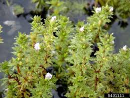 Image result for Limnophila