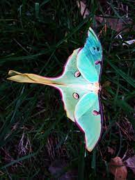My Love For The Luna Moth Is Endless A Dear Animal Totem Of Mine Such A Gift To Have Luna Moth Visit Lunar Moth Tattoo Lunar Moth Luna Moth Tattoo