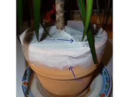 Plante d'int?rieur qui ?loigne les mouches. Comment Lutter Et Se Debarrasser Des Mouches Ou Moucherons Des Terreaux Sciarides Consommer Durable