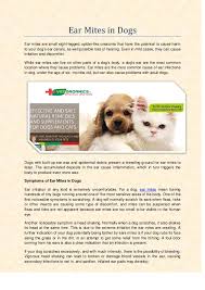 To diagnose ear mites, your vet will use a cotton swab to collect some debris and gunk from inside your dog's ears. Ear Mites In Dogs