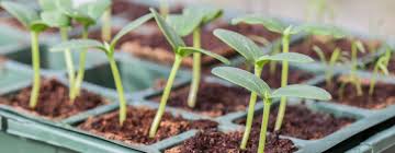 .pest and disease resistance by g. Plant Breeding For Resilience Saving Earth Encyclopedia Britannica