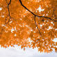 Fall Colours Walk @ Phyllis Rawlinson Park event image
