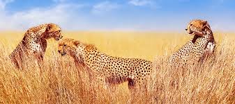 If you have a suggestion for an operator (or any other suggestions for that. On Safari In Kenya Tanzania Up Close With The Big Five Vantage Travel