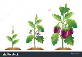 Eggplant Growth Stages From A Small Plant To Fully Grown Eggplant Small Plants Plants Growing Eggplant