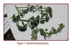 Check spelling or type a new query. What Makes Tomato Leaves Twist Or Curl How Do I Treat Tomato Leaf Curl