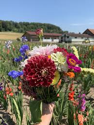romerhof in kloten jucker farm blumen selber schneiden hof saisonale blumen