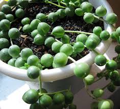Don't keep them in drafty areas, or areas with air conditioner and open window as cold air may causes the leaves to drop. Gardening 101 String Of Pearls Gardenista