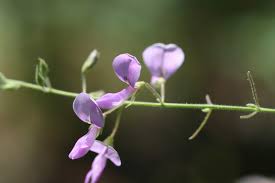 Image result for Desmodium tortuosum