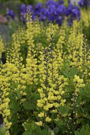 Decadence Lemon Meringue False Indigo Baptisia Hybrid Small Garden Landscape Urban Garden Design Flowers Perennials