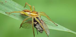 Resultado de imagen para la araña