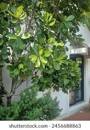 Image result for Clusiaceae