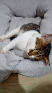 Kiymet Adli Kullanicinin Muslumanlik Panosundaki Pin Kedi