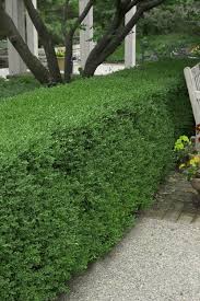 Image result for Buxus acutata