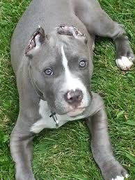 Check spelling or type a new query. Mini Pitbull Full Grown Novocom Top