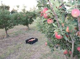 Best Places To Go Apple Picking Near Dallas Fort Worth Metroplex Social In 2020 Apple Picking Pick Your Own Apples Gala Apples