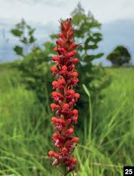 Image result for Satyrium coriophoroides