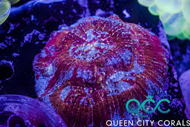 Image result for Australluma