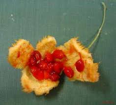 Image result for Momordica foetida