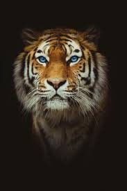 Le Tigre Majestueux Aux Yeux Bleus Tiger Images Tiger Photography Tiger Pictures