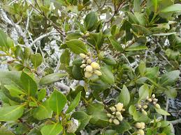 Image result for Avicennia marina