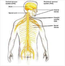 Download this peripheral nervous system medical vector illustration diagram with full body nerve scheme vector illustration now. 9 Free Body Diagram Free Printable Download Free Premium Templates