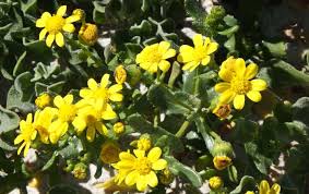 Image result for Senecio forbesii