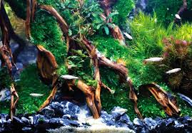 Substrat ini merupakan bagian yang terletak di dasar aquascape. Zifdtfmsz0segm