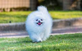 Flashanimationstudio On Twitter Pomeranian Dog Cute Animals Japanese Spitz