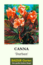 Canna Durban Top Qualitat Online Kaufen Baldur Garten In 2020 Blumenzwiebeln Blumenrohr Pflanzen