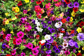 Image result for foto Million Bells