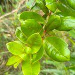Image result for Psorospermum febrifugum