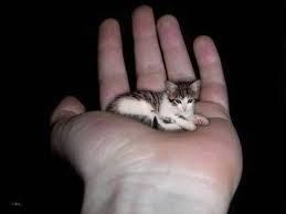 smallest cat in the world tiny cats small kittens small cat