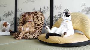 Cat sitting cat boarding cat grooming cat training something else. Tk Pet Sitters