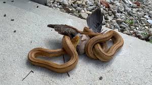 Dubbed the butcher of the balkans, mladic was sentenced to life in jail by a un war crimes tribunal in 2017 photo: Kaca Pred Kamero Pojedla Goloba V Celem Kosu Klip Si