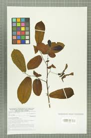 Image result for Monodora grandidieri