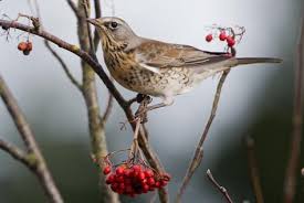 2 wacholderdrosseln #nikond7000 #vogelfotografie #riddagshausen #wacholderdrossel. Wacholderdrossel Schwarme Looduskalender Ee